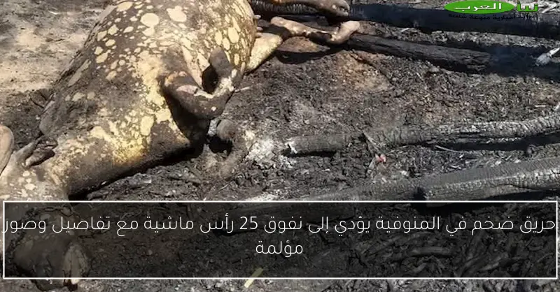 حريق ضخم في المنوفية يؤدي إلى نفوق 25 رأس ماشية مع تفاصيل وصور مؤلمة