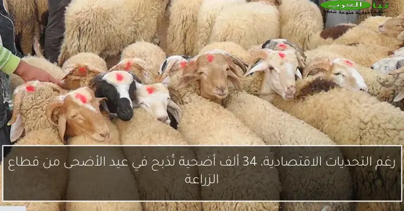 رغم التحديات الاقتصادية، 34 ألف أضحية تُذبح في عيد الأضحى من قطاع الزراعة