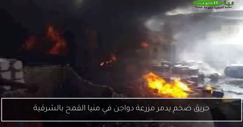 حريق ضخم يدمر مزرعة دواجن في منيا القمح بالشرقية