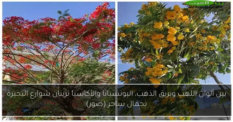 بين ألوان اللهب وبريق الذهب، البونسيانا والأكاسيا تزينان شوارع البحيرة بجمال ساحر (صور)