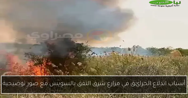 أسباب اندلاع الحرائق في مزارع شرق النفق بالسويس مع صور توضيحية