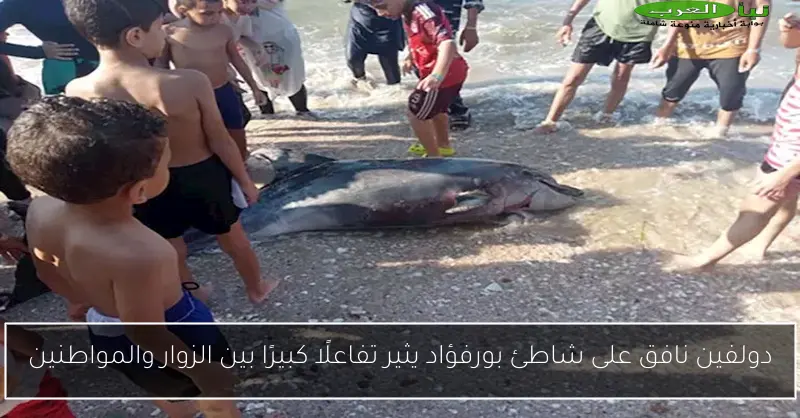 دولفين نافق على شاطئ بورفؤاد يثير تفاعلًا كبيرًا بين الزوار والمواطنين