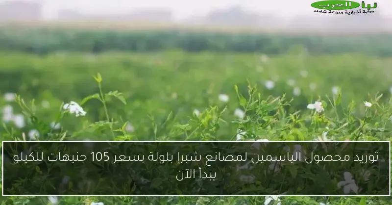 توريد محصول الياسمين لمصانع شبرا بلولة بسعر 105 جنيهات للكيلو يبدأ الآن