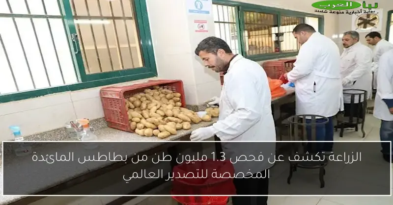 الزراعة تكشف عن فحص 1.3 مليون طن من بطاطس المائدة المخصصة للتصدير العالمي