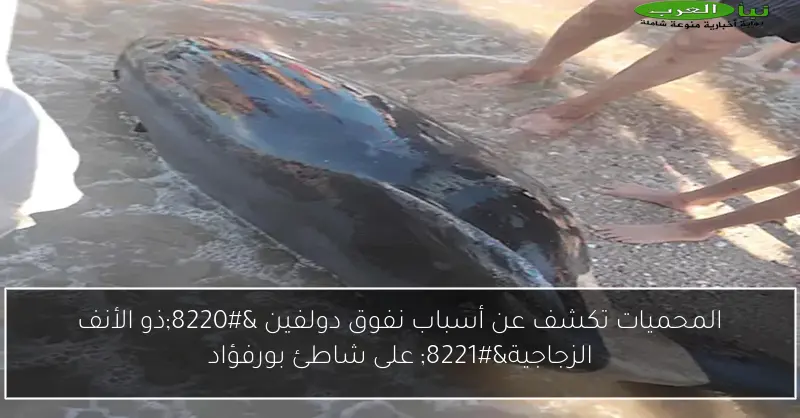 المحميات تكشف عن أسباب نفوق دولفين “ذو الأنف الزجاجية” على شاطئ بورفؤاد