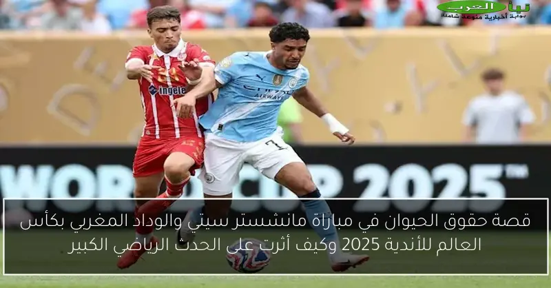 قصة حقوق الحيوان في مباراة مانشستر سيتي والوداد المغربي بكأس العالم للأندية 2025 وكيف أثرت على الحدث الرياضي الكبير