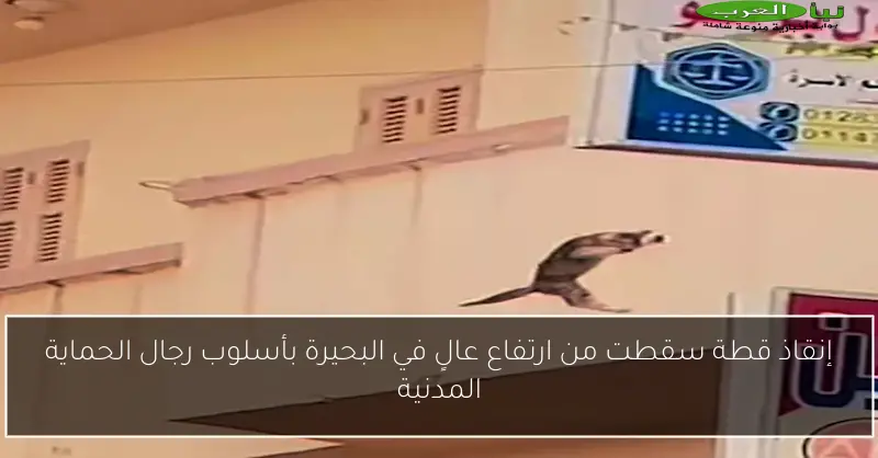 إنقاذ قطة سقطت من ارتفاع عالٍ في البحيرة بأسلوب رجال الحماية المدنية