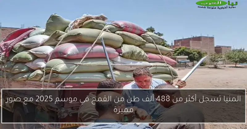 المنيا تسجل أكثر من 488 ألف طن من القمح في موسم 2025 مع صور مميزة