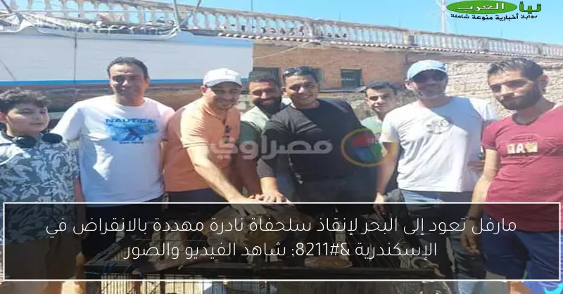 مارفل تعود إلى البحر لإنقاذ سلحفاة نادرة مهددة بالانقراض في الإسكندرية – شاهد الفيديو والصور