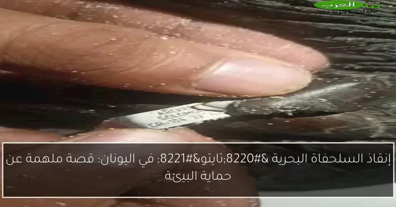 إنقاذ السلحفاة البحرية “تايتو” في اليونان: قصة ملهمة عن حماية البيئة