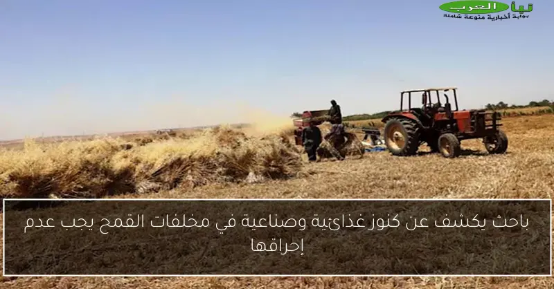 باحث يكشف عن كنوز غذائية وصناعية في مخلفات القمح يجب عدم إحراقها