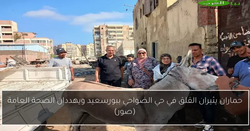 حماران يثيران القلق في حي الضواحي ببورسعيد ويهددان الصحة العامة (صور)