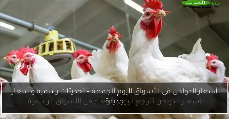 أسعار الدواجن في الأسواق اليوم الجمعة – تحديثات رسمية وأسعار جديدة