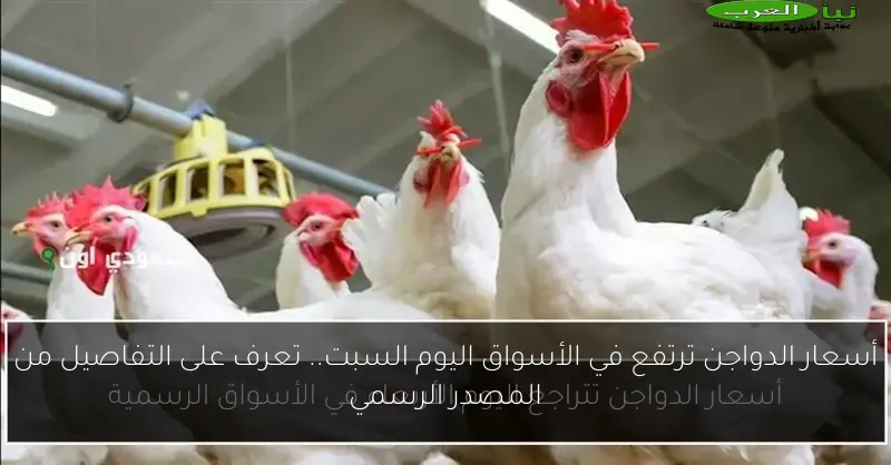 أسعار الدواجن ترتفع في الأسواق اليوم السبت.. تعرف على التفاصيل من المصدر الرسمي
