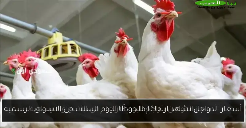 أسعار الدواجن تشهد ارتفاعًا ملحوظًا اليوم السبت في الأسواق الرسمية