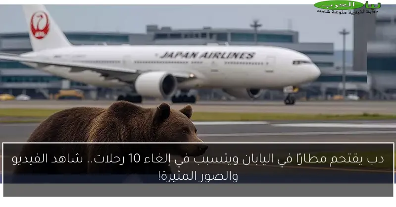 دب يقتحم مطارًا في اليابان ويتسبب في إلغاء 10 رحلات.. شاهد الفيديو والصور المثيرة!