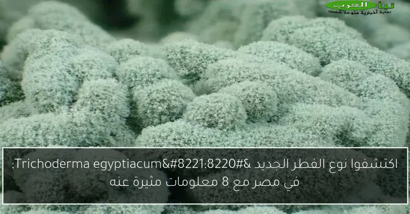 اكتشفوا نوع الفطر الجديد “Trichoderma egyptiacum” في مصر مع 8 معلومات مثيرة عنه
