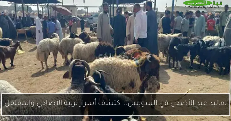 تقاليد عيد الأضحى في السويس.. اكتشف أسرار تربية الأضاحي والمقلقل