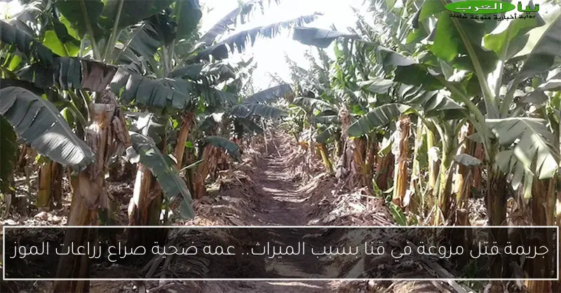 جريمة قتل مروعة في قنا بسبب الميراث.. عمه ضحية صراع زراعات الموز