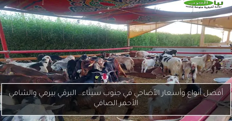 أفضل أنواع وأسعار الأضاحي في جنوب سيناء.. البرقي بيرمي والشامي الأحمر الصافي