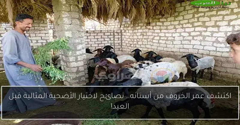اكتشف عمر الخروف من أسنانه.. نصائح لاختيار الأضحية المثالية قبل العيد!