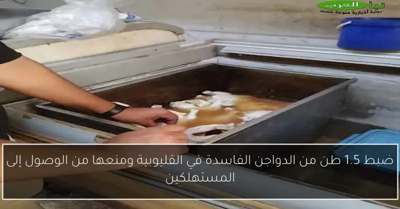 ضبط 1.5 طن من الدواجن الفاسدة في القليوبية ومنعها من الوصول إلى المستهلكين