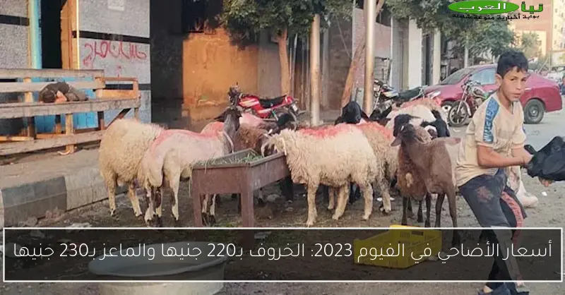 أسعار الأضاحي في الفيوم 2023: الخروف بـ220 جنيها والماعز بـ230 جنيها