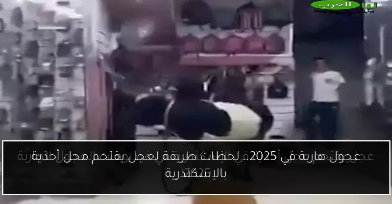 عجول هاربة في 2025.. لحظات طريفة لعجل يقتحم محل أحذية بالإسكندرية