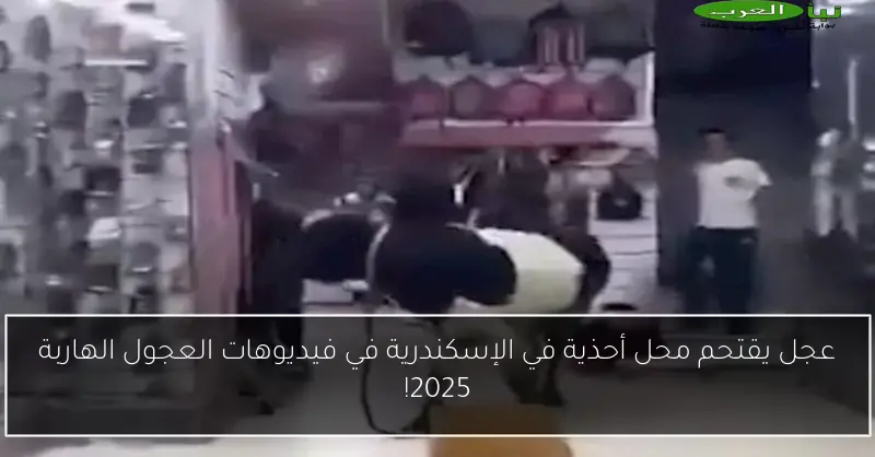 عجل يقتحم محل أحذية في الإسكندرية في فيديوهات العجول الهاربة 2025!