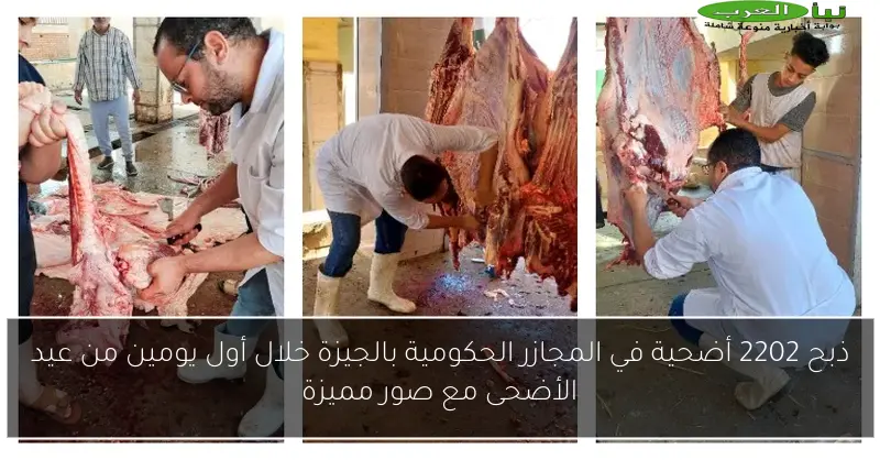 ذبح 2202 أضحية في المجازر الحكومية بالجيزة خلال أول يومين من عيد الأضحى مع صور مميزة