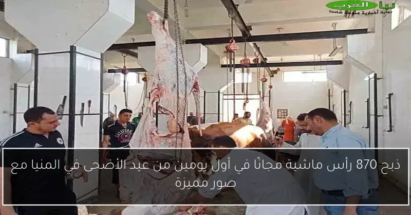 ذبح 870 رأس ماشية مجانًا في أول يومين من عيد الأضحى في المنيا مع صور مميزة