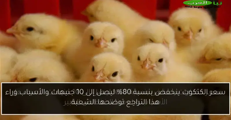 سعر الكتكوت ينخفض بنسبة 80% ليصل إلى 10 جنيهات والأسباب وراء هذا التراجع توضحها الشعبة