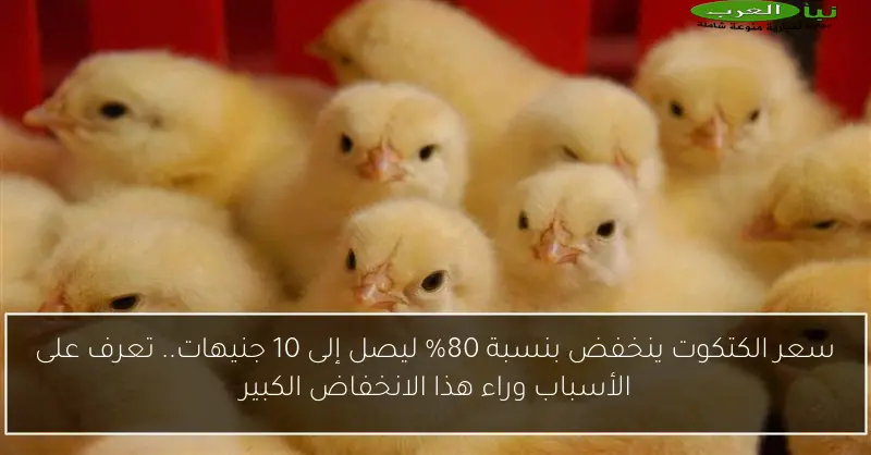 سعر الكتكوت ينخفض بنسبة 80% ليصل إلى 10 جنيهات.. تعرف على الأسباب وراء هذا الانخفاض الكبير