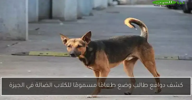 كشف دوافع طالب وضع طعامًا مسمومًا للكلاب الضالة في الجيزة