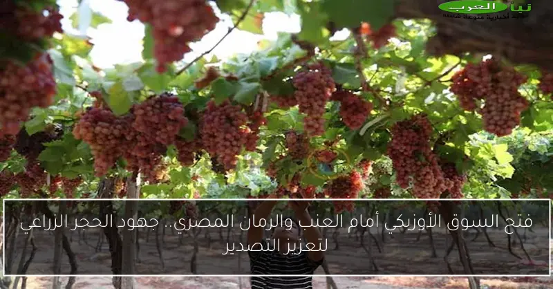 فتح السوق الأوزبكي أمام العنب والرمان المصري.. جهود الحجر الزراعي لتعزيز التصدير