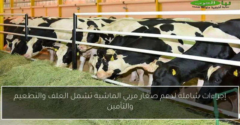 إجراءات شاملة لدعم صغار مربي الماشية تشمل العلف والتطعيم والتأمين
