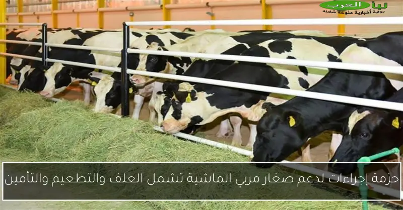 حزمة إجراءات لدعم صغار مربي الماشية تشمل العلف والتطعيم والتأمين