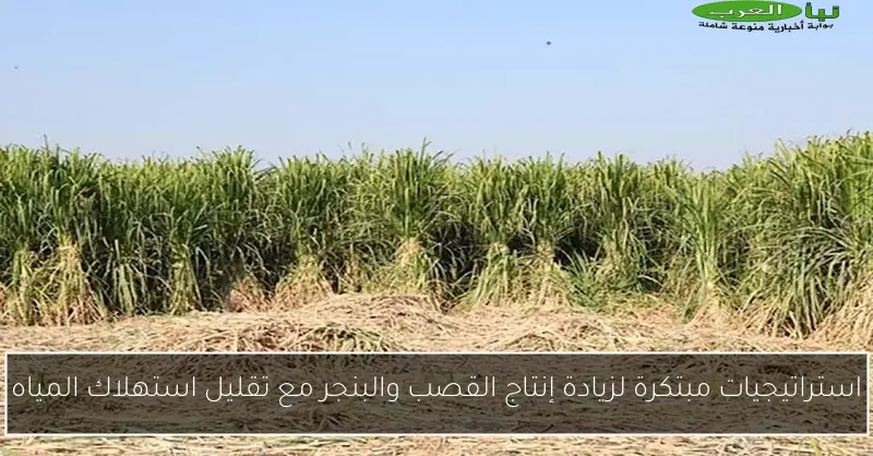 استراتيجيات مبتكرة لزيادة إنتاج القصب والبنجر مع تقليل استهلاك المياه