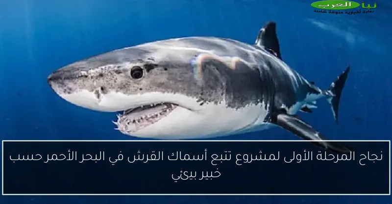 نجاح المرحلة الأولى لمشروع تتبع أسماك القرش في البحر الأحمر حسب خبير بيئي