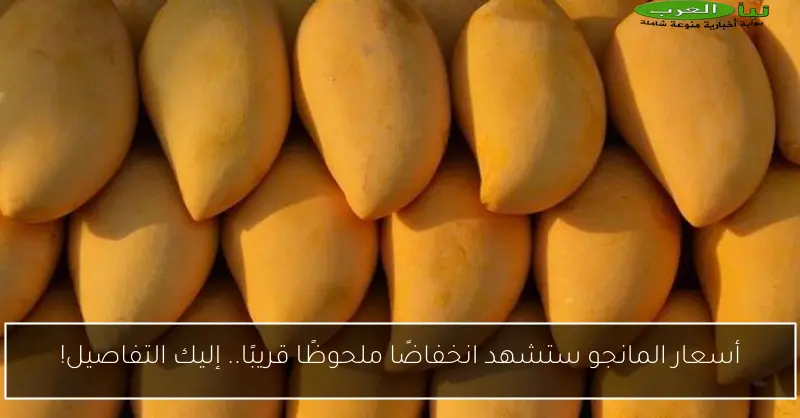 أسعار المانجو ستشهد انخفاضًا ملحوظًا قريبًا.. إليك التفاصيل!
