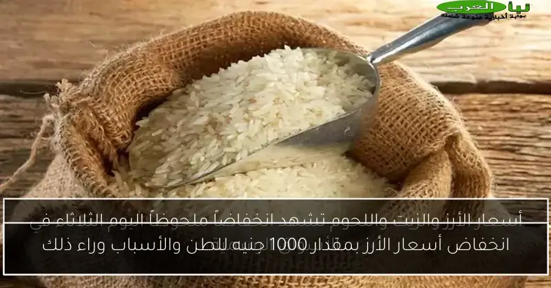 انخفاض أسعار الأرز بمقدار 1000 جنيه للطن والأسباب وراء ذلك