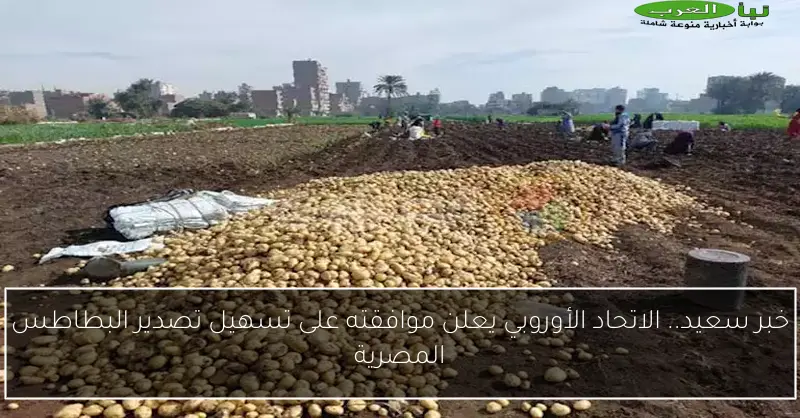 خبر سعيد.. الاتحاد الأوروبي يعلن موافقته على تسهيل تصدير البطاطس المصرية