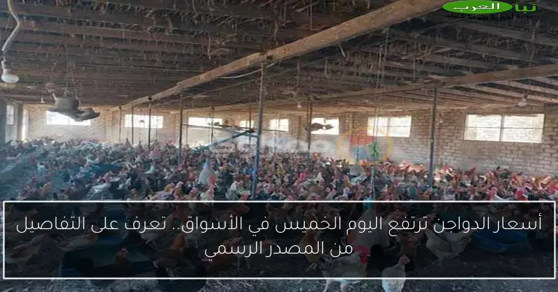 أسعار الدواجن ترتفع اليوم الخميس في الأسواق.. تعرف على التفاصيل من المصدر الرسمي