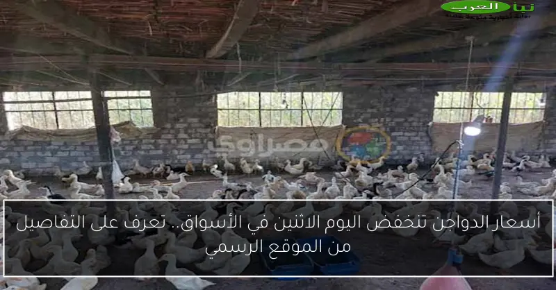أسعار الدواجن تنخفض اليوم الاثنين في الأسواق.. تعرف على التفاصيل من الموقع الرسمي