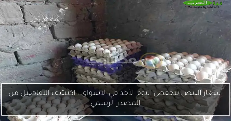 أسعار البيض تنخفض اليوم الأحد في الأسواق.. اكتشف التفاصيل من المصدر الرسمي