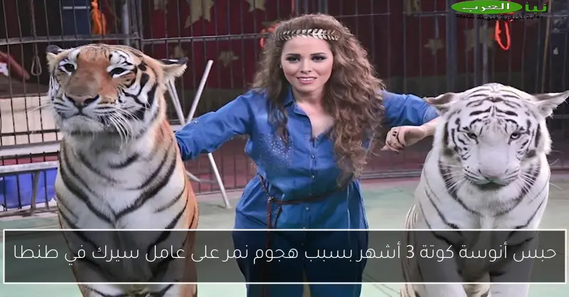حبس أنوسة كوتة 3 أشهر بسبب هجوم نمر على عامل سيرك في طنطا