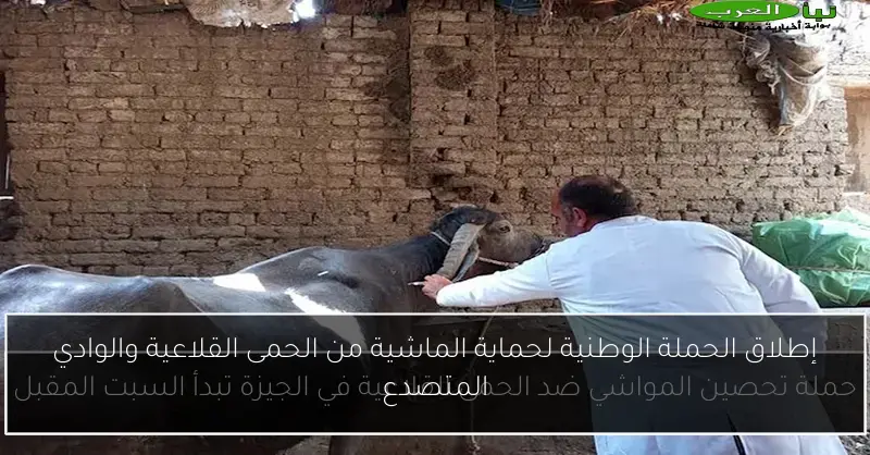 إطلاق الحملة الوطنية لحماية الماشية من الحمى القلاعية والوادي المتصدع