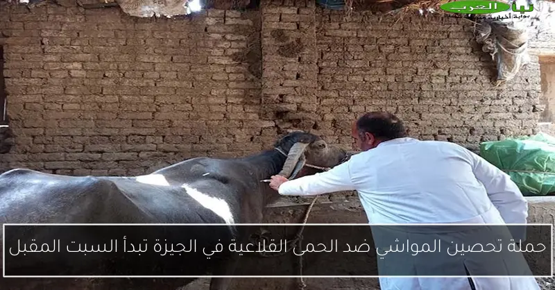 حملة تحصين المواشي ضد الحمى القلاعية في الجيزة تبدأ السبت المقبل