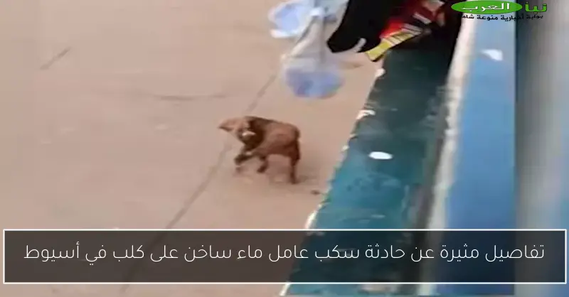 تفاصيل مثيرة عن حادثة سكب عامل ماء ساخن على كلب في أسيوط