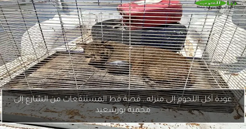 عودة آكل اللحوم إلى منزله.. قصة قط المستنقعات من الشارع إلى محمية بورسعيد